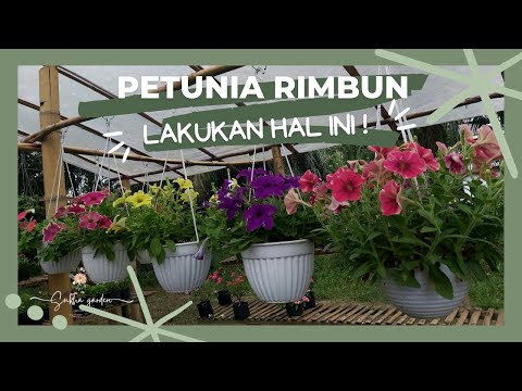 Video: Hur man odlar petunia: tips och tricks