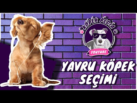 Video: Chihuahua Hakkında Bilmediğiniz 12 Şey