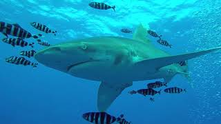 Curious Oceanic White Tip at Elphinstone