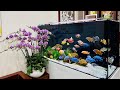 10 incredible african cichlids tank  most beautiful cichlid varieties