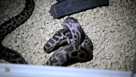 Spotted Python Eating Baby Mice