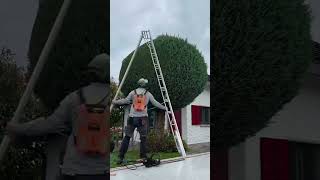 Smart Makes The Beautiful Shape Of The Tree