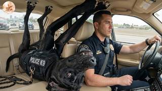 When God Sends You a Police Dog With a Funny Side! 😂👮‍♂️🐶