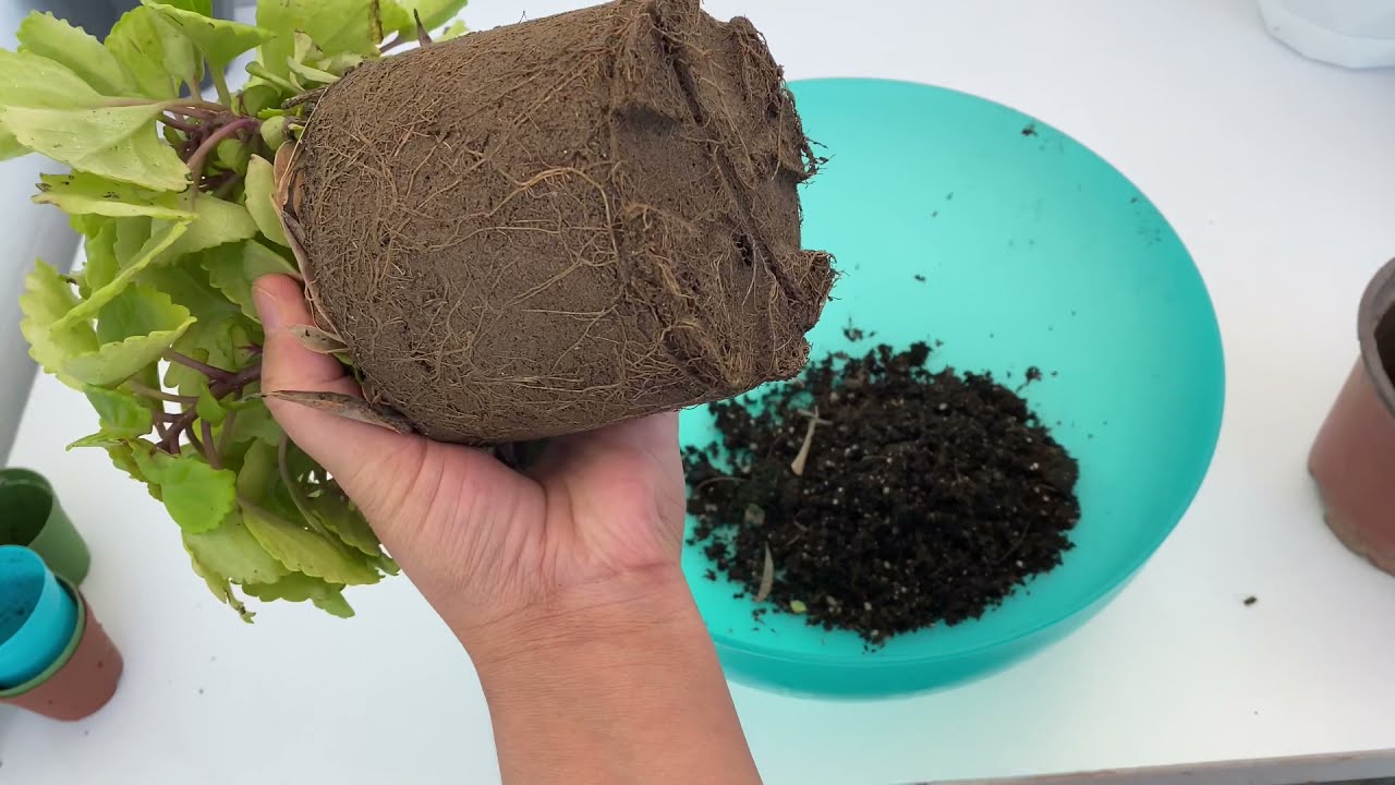 Parlak Mustafa çiçeği saksı ve toprak değişimi