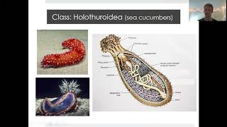 Bio 1802 Lab Lecture Animals II: Activity 1