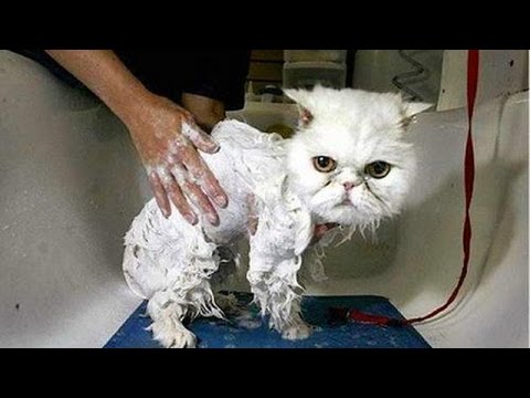 cats-can-make-anyone-laugh---funny-cat-compilation