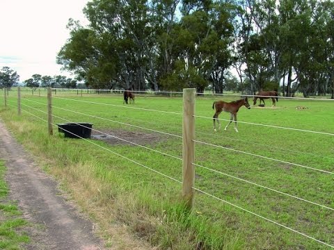 Clôture australienne pour chevaux horse stop Basse inspiration clôture