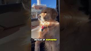 Why Your Dog Ignores Your Commands 🤫🐶