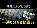 [ハオルチアの基本] 購入先・見所・育て方、全て解説します！ [オブツーサ]【多肉植物ハオルシア】