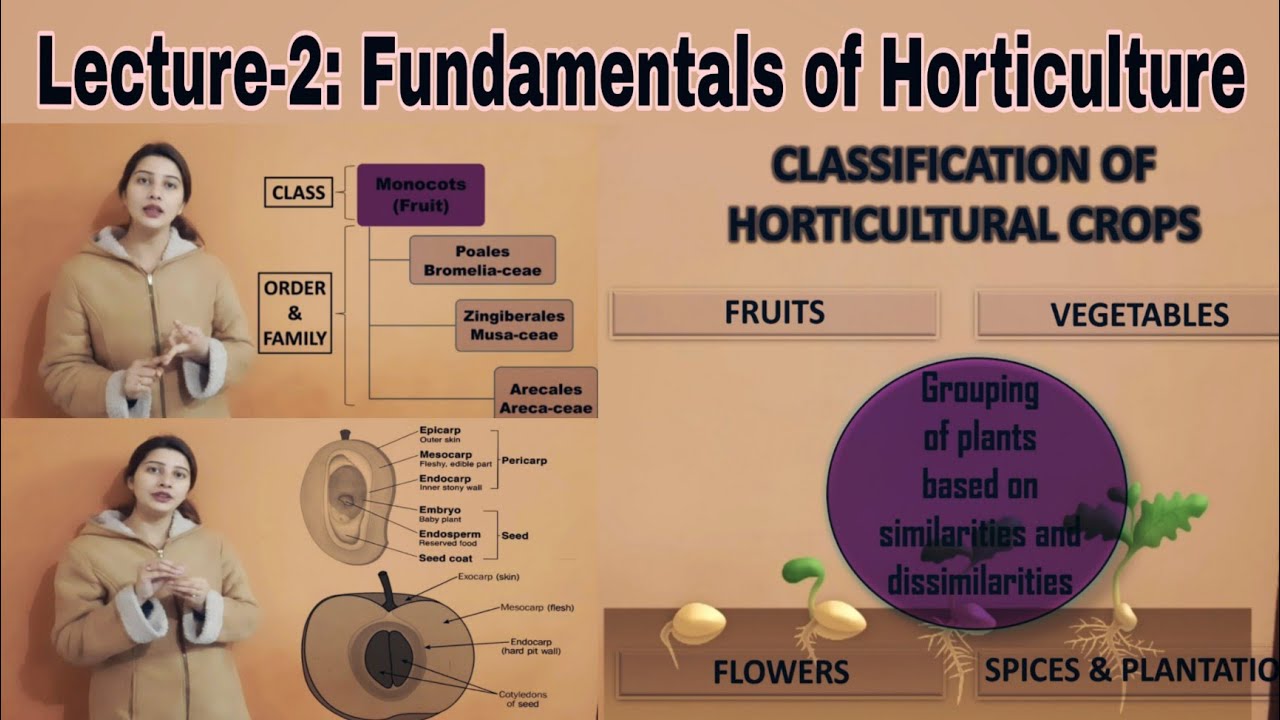 Lecture2 Classification of Fruit crops🍒 FSC111 Pomology By