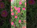 Bangles New Trending Dance #viralshorts #trendingvedio #viralflowers #flowers #flowergarden