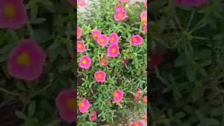 Bangles New Trending Dance #viralshorts #trendingvedio #viralflowers #flowers #flowergarden