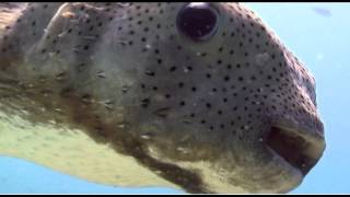 Shots Of The Week 15 - Stevo Pufferfish.mov