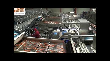 Triplus in action on carrots