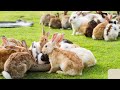 learn before farming rabbits to avoid regrets