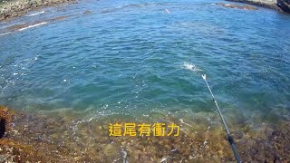 和美漁港、四季灣 釣況分享 Wild fishing in Taiwan. [嘟嘟釣魚狂#233] 2023/09/28 by 嘟嘟釣魚狂 12,541 views 8 months ago 7 minutes, 11 seconds