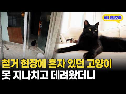 A frail cat found in a demolition zone... Turns out to be an all-time genius cat! | KBS Live Info...