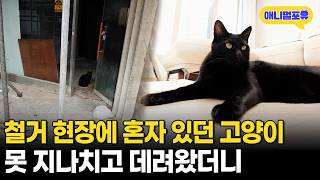 철거 구역에서 발견된 연약한 고양이.. 알고 보니 역대급 천재묘였다ㄷㄷㅣKBS 생생정보 240716 방송