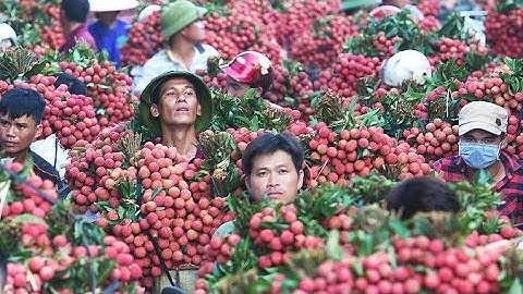 Mùa Vải Thiều Chín Ở Lục Ngạn✓ ca khúc: Đưa anh về lục ngạn