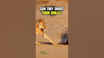 Can Porcupines Shoot Their Quills?😲