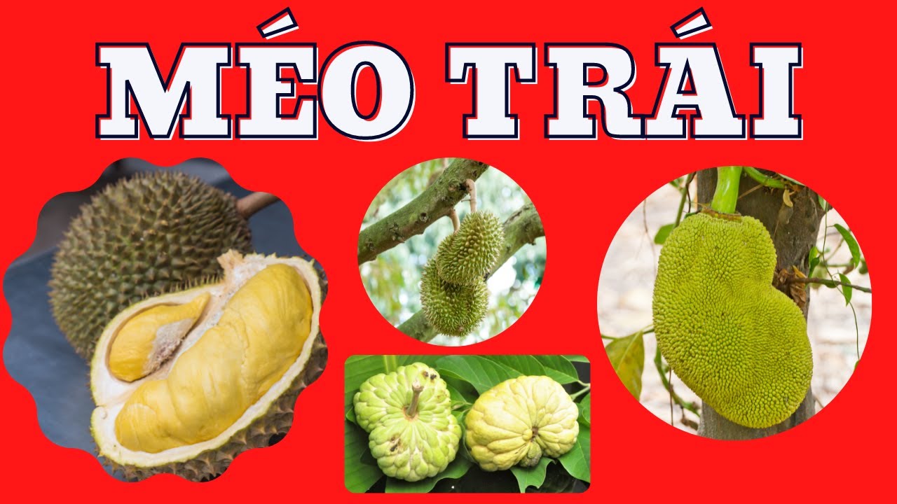 Méo trái: Nguyên nhân và cách hạn chế | Cân đối dinh dưỡng hạn chế méo trái, lép trái