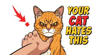 7 Things Your Cat Hates