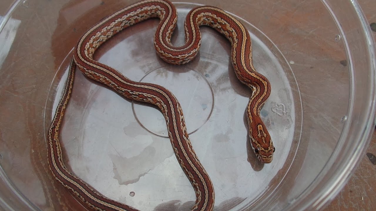 Fresh Look at Feeding Frozen Thawed Fuzzy Mouse To Normal Tessera Cornsnake