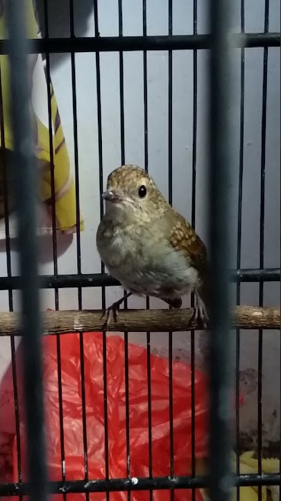 trotolan sikatan biru muda betina / slendang biru betina nyuling