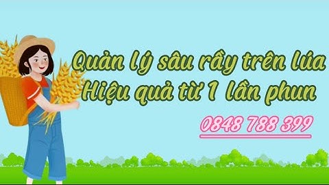 Quản lý sâu rầy trên lúa: sâu cuốn lá, rầy phấn trắng, sâu đục thân, muỗi hành cùng An Phát Nông