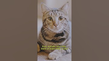 The Secret Life of Cat Naps Revealed!