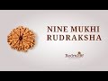 Nine mukhi rudraksha  rudralife  rudraksha power for you 