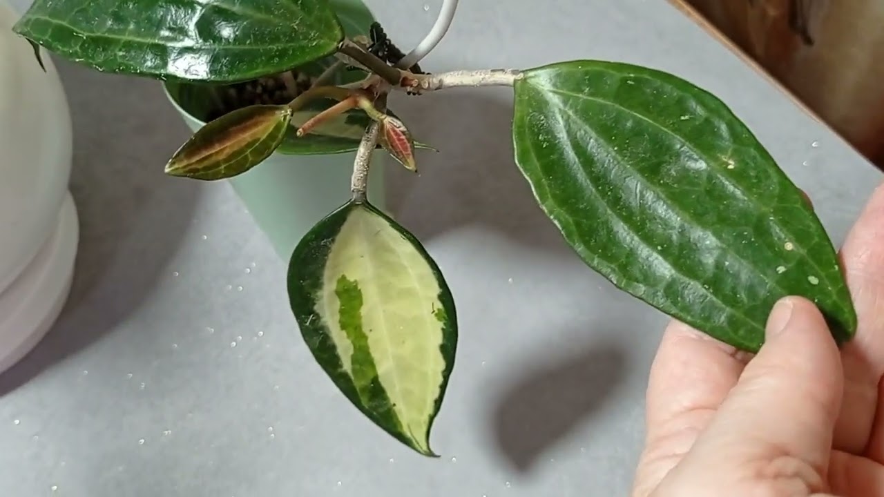 Хойя latifolia 'Pot of Gold' и latifolia 'Albomarginata'. 04.10.24