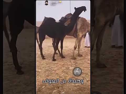 وحيدة بن العوف ونوفا لبن العوف العامري