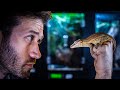 Gargoyle Gecko Complete Care Guide & Set Up | Diet, Temperature, Humidity and more