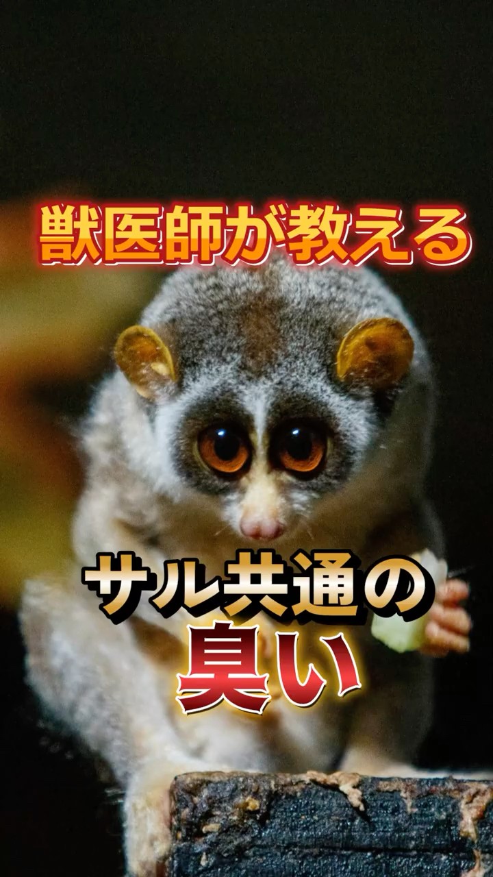 お猿さんの動画 - YouTube
