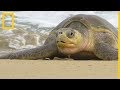 Hallan muertas a 300 tortugas oliváceas en peligro de extinción | National Geographic en Español