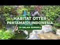 Habitat otter indonesia pertama yang ada di rumah