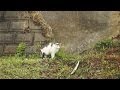 隣ののら軍団との争いに なっちゃんが巻き込まれる!