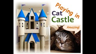 Cat Kitten Castle Play Time