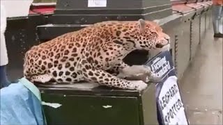 Funny Plastic Tiger Road Prank | Try Not To Laugh - Funny Pranks 2017