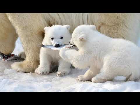 Білі Ведмеді: Чому Групу називають “Слідопитами”