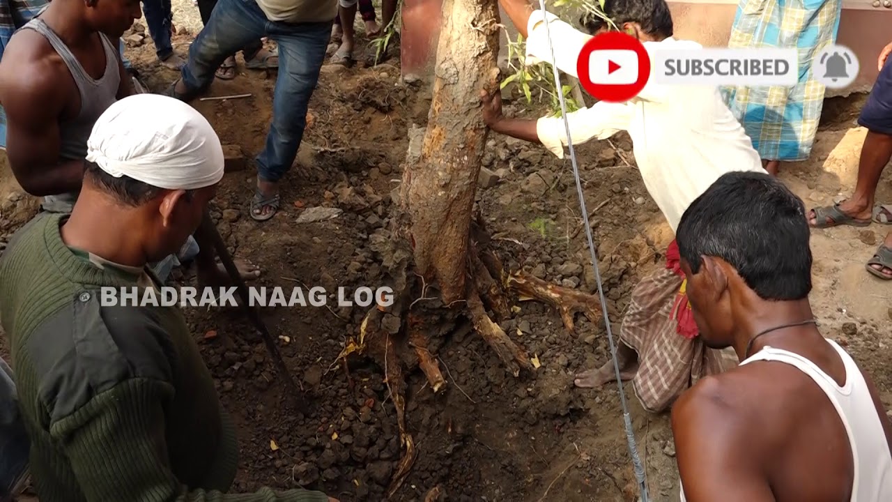  Cobra Snake Rescue At- Dhamanagar, Mulla Sahi, Bhadrak