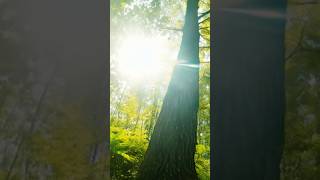 Visual || Sunny Mornings - Peder B. Helland #shorts #trending #viral #music #relaxingmusic