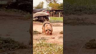 The dog 🐕 wearing glasses is so cute and funny #funny #funnyvideo #dog
