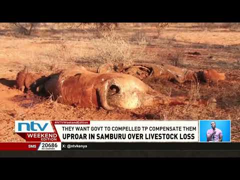 Uproar in Samburu over Livestock loss during police operation