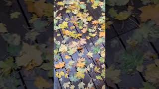 Autumn After Rain  song travel trip city rain autumn leaves