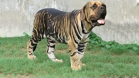 ¿Qué perro se parece a un tigre?