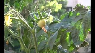 Pruning and caging balcony tomatoe plants and squirrel control