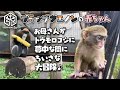 【旭山動物園】モモお母さんがトウモロコシに夢中な間にちっちゃな大冒険♪ブラッザグエノンの赤ちゃん