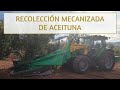 RECOLECCION DE ACEITUNA CON PARAGUAS, BAUTISTA SANTILLANA